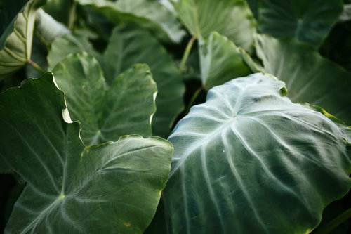 エイリアンのような質感を持った里芋の葉脈