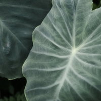 白い葉脈が放射状に広がる里芋の葉の接写マクロ撮影の写真