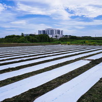 白いシートで覆われたゼブラ模様の畑の向こうに立つ巨大な病院の写真