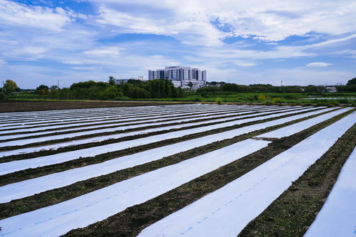 白いシートで覆われたゼブラ模様の畑の向こうに立つ巨大な病院