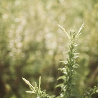 セピア調の古めかしい質感の草を単焦点レンズで捉えたの写真