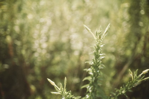 セピア調の古めかしい質感の草を単焦点レンズで捉えた