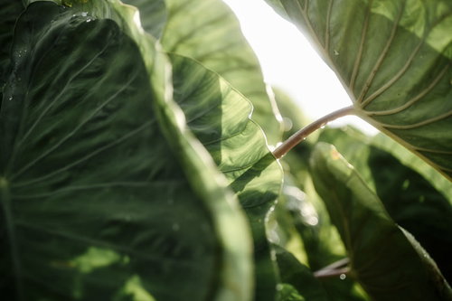 ノスタルジックな里芋の葉脈が浮かぶ大きな葉