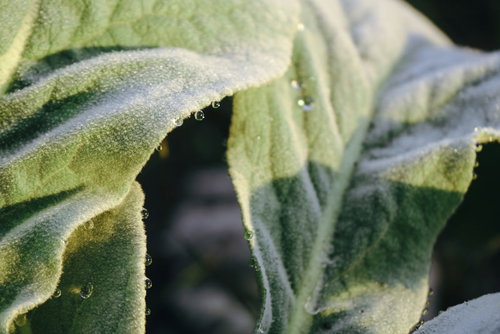 ワタのような霜が積もった葉の表面に浮かぶ水滴
