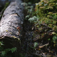 伐採された倒木に生える小さなキノコと緑の苔の写真