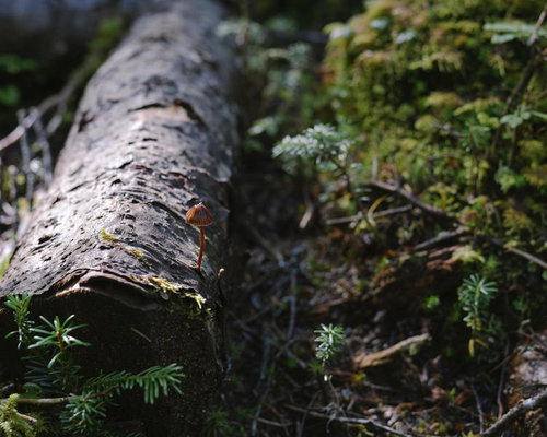 伐採された倒木に生える小さなキノコと緑の苔