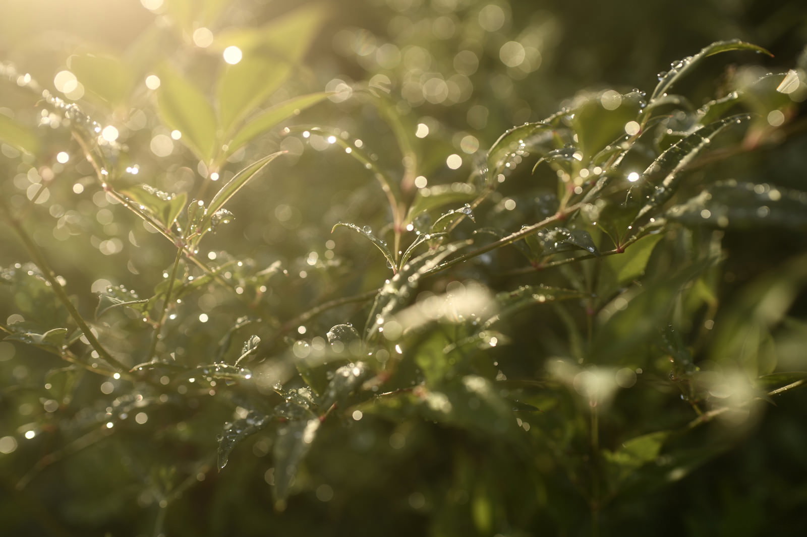 逆光に照らされて水滴がキラキラと輝く緑の植物の葉
