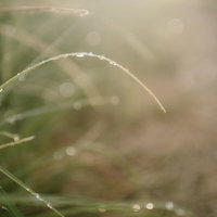 優しくふんわりとした光としなやかな草を彩る水滴と玉ボケの写真