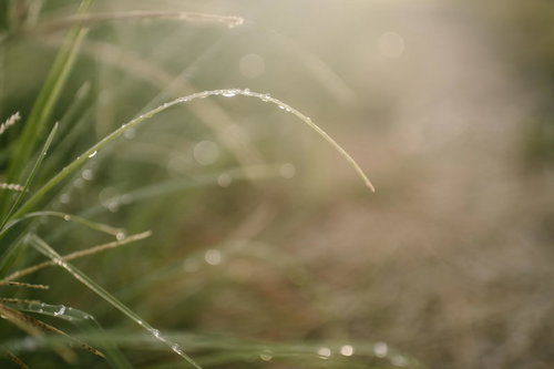優しくふんわりとした光としなやかな草を彩る水滴と玉ボケ