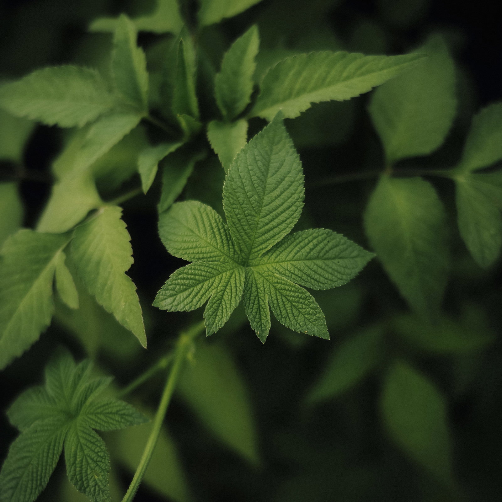 細かい葉脈やしわが鮮明に写った緑の草の葉のクローズアップ