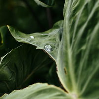 葉の上の水滴と撥水する野菜の葉の写真