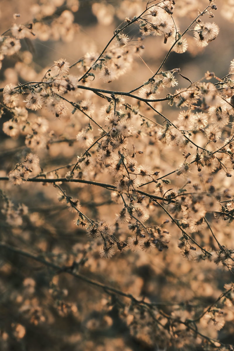 夕日で優しいオレンジ色に染まった綿毛が枝先に付いている