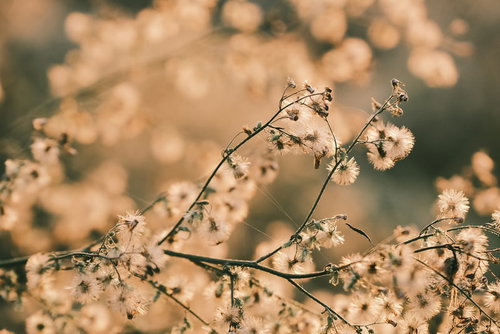 夕日に照らされてふわふわと揺れる綿毛のテクスチャー