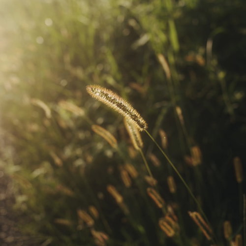 夕日を受けて輝く猫じゃらしの穂、イネ科の野草