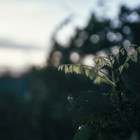 夕暮れ時の湖畔で伸びた若芽と新緑の春景色の写真
