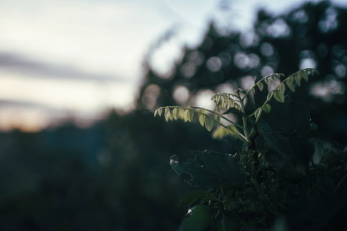夕暮れ時の湖畔で伸びた若芽と新緑の春景色