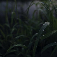 暗闇の草に輝く水滴｜朝露がきらめくマクロ撮影の写真