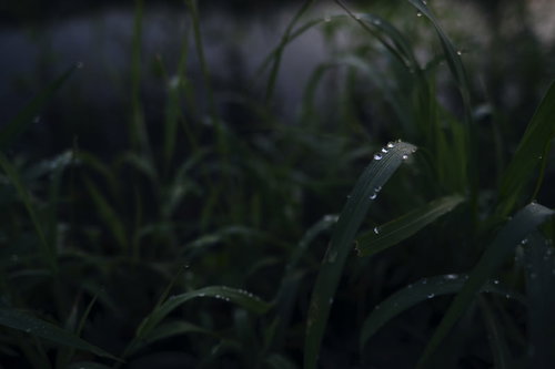 暗闇の草に輝く水滴｜朝露がきらめくマクロ撮影