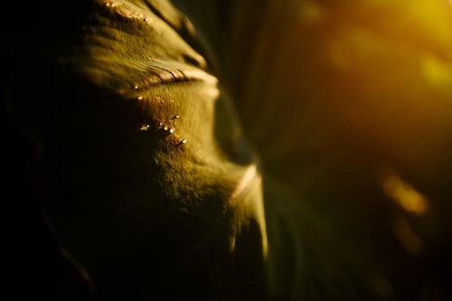 草の葉に付いた水滴と雨粒が西日に照らされて輝く