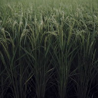 重みで徐々に首を垂れつつある稲穂の田んぼ風景の写真