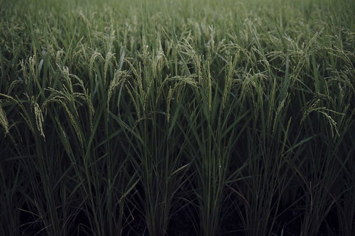 重みで徐々に首を垂れつつある稲穂の田んぼ風景
