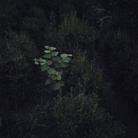 暗い草木の中で一人だけ明るく光る植物の写真