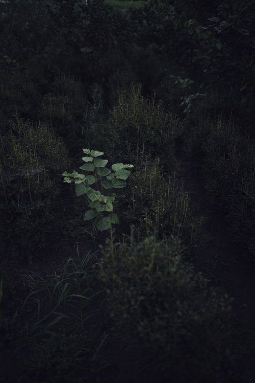 暗い森の中で一人だけ明るく輝く草木と光のコントラスト
