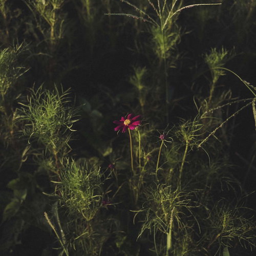 暗がりに一輪だけ咲くピンク色のコスモスの秋桜