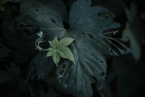 暗がりに浮かび上がる深いしわと葉脈が刻まれた木の葉