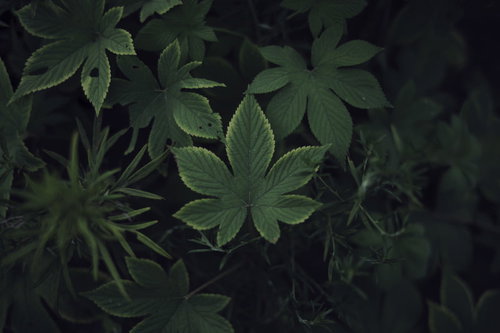 暗闇に浮かび上がるシンメトリーの葉脈：雑草の細かい構造