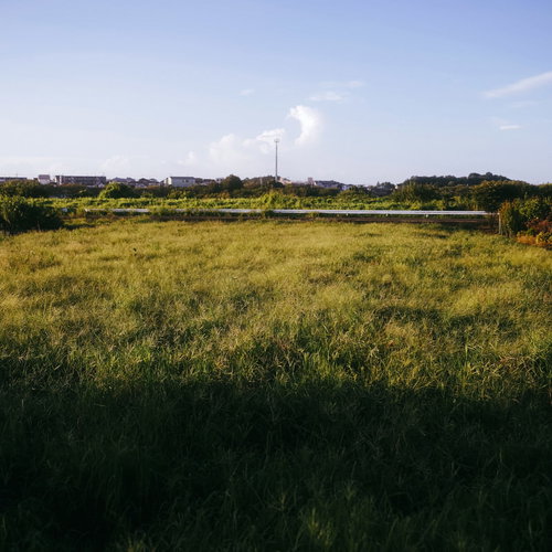 朝日に照らされる牧草地と鉄塔の田園風景