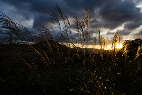朝焼けの空に浮かぶススキの穂のシルエット