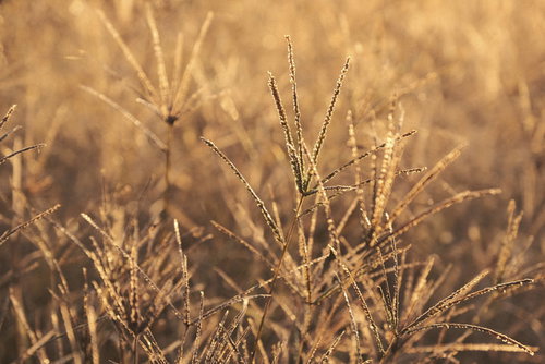朝焼けの温かい光に包まれて黄金色に輝く草と穂