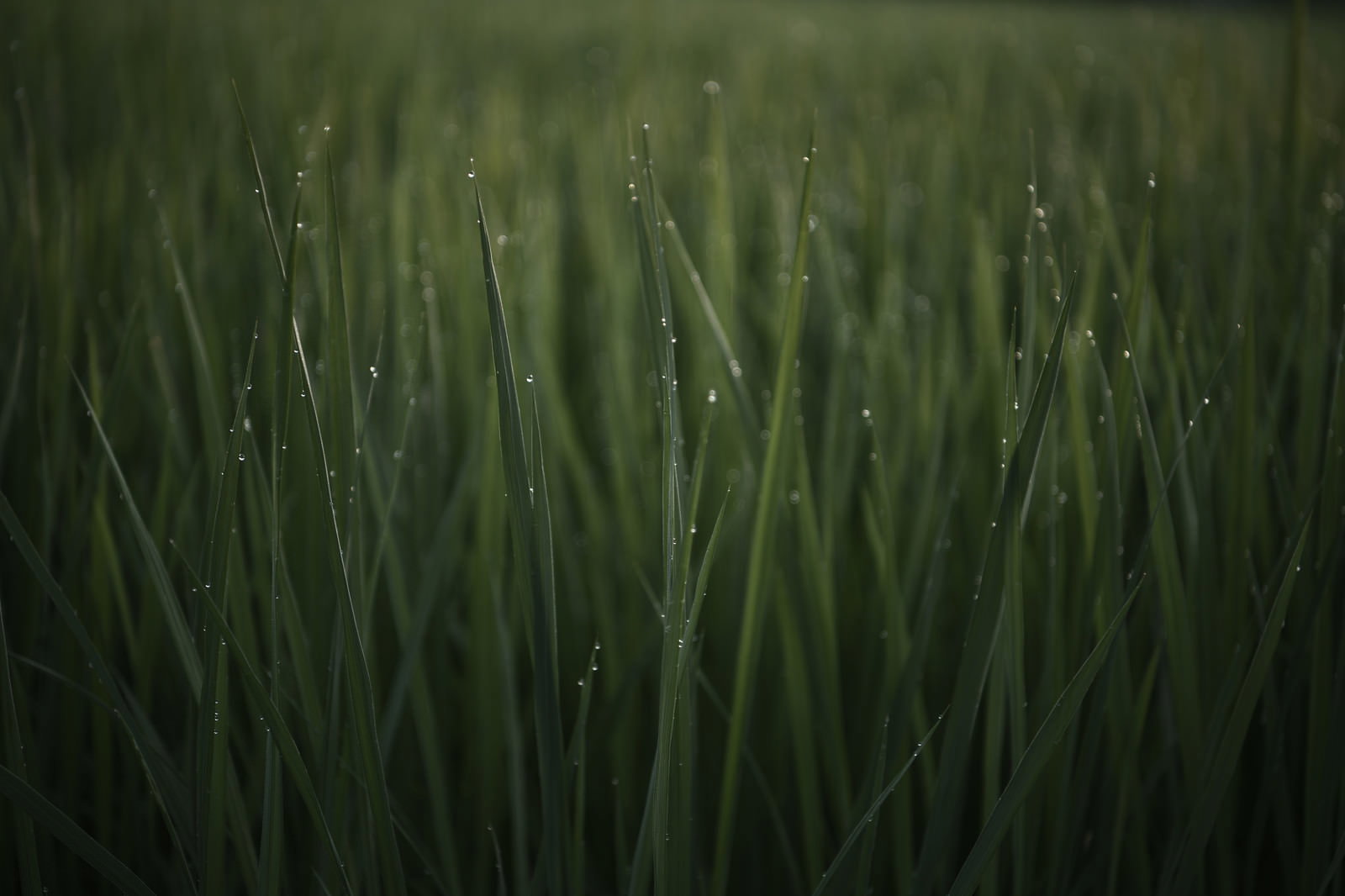 朝露の水滴が付いた緑の草の葉が薄暗い背景に映る