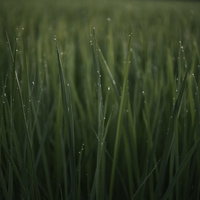 朝露を携えた草の葉に付いた水滴のクローズアップの写真