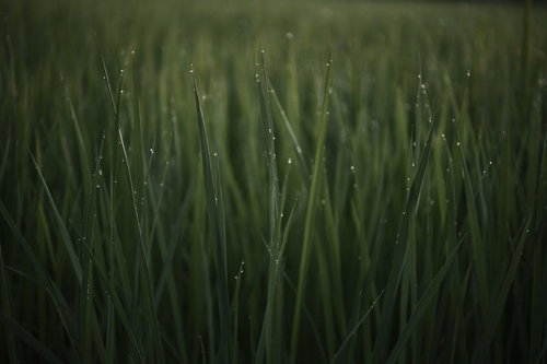 朝露を携えた草の葉に付いた水滴のクローズアップ