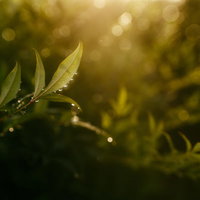雨上がりに木の葉に整列する水晶玉のような水滴の写真