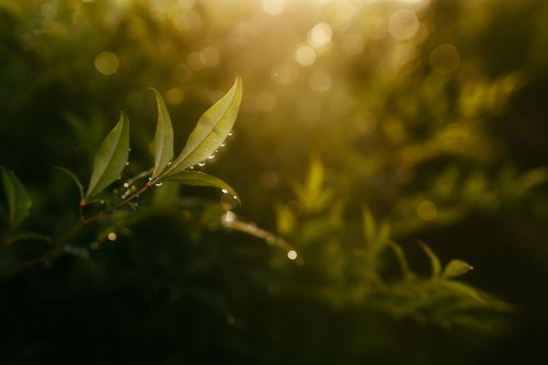 雨上がりに木の葉に整列する水晶玉のような水滴