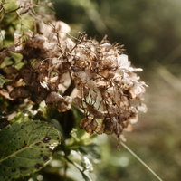 枯れて朽ちてゆく紫陽花の花、秋の季節の移ろいを映すの写真