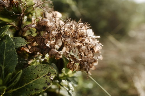 枯れて朽ちてゆく紫陽花の花、秋の季節の移ろいを映す
