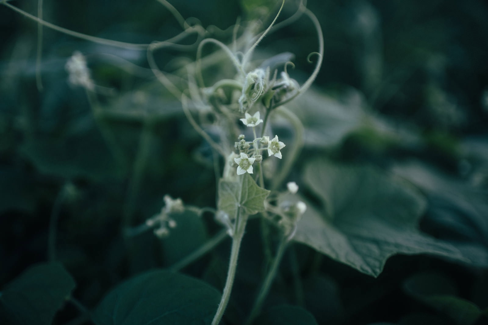 緑の葉に囲まれた蔦の小さな白い花とつぼみ
