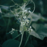 緑の蔦に咲く白い小さな花とつぼみ、蔓が絡みつく様子の写真