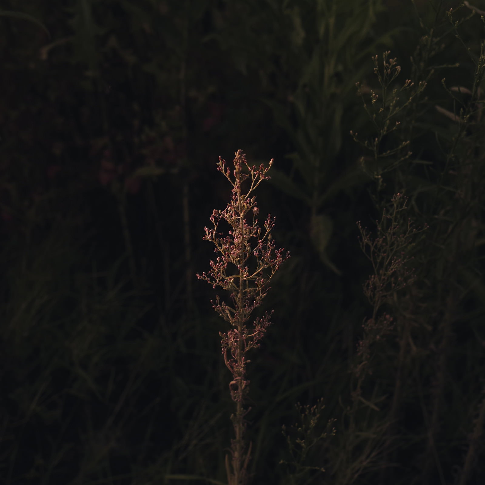 暗い背景に浮かび上がる一本の立ち枯れた草の写真