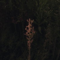 植物図鑑のように写る枯れ草の一本、細かな種子と茎の質感の写真