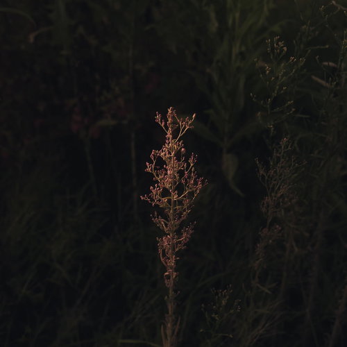 植物図鑑のように写る枯れ草の一本、細かな種子と茎の質感