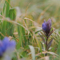 水滴滴る草原に顔を出す紫のリンドウの花と山野草の写真