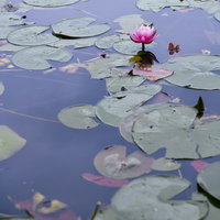湖面でかわいらしく咲くピンク色の蓮の花と蓮の葉の写真