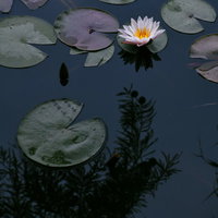 湖面に浮かぶ白い蓮の花と緑の葉、水面に映る夏の風景の写真