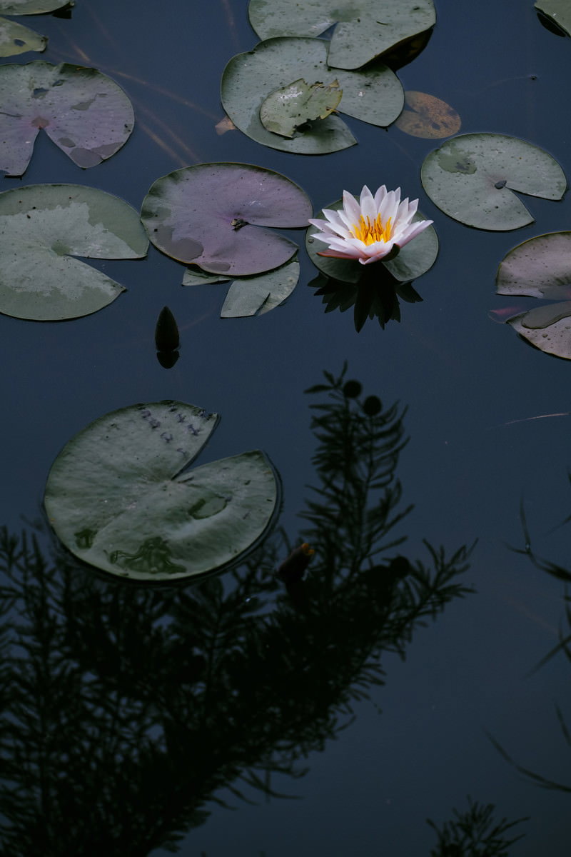 静かな湖面に浮かぶ白い蓮の花と緑の葉