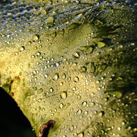 硬い表情の水滴と葉っぱのマクロの写真